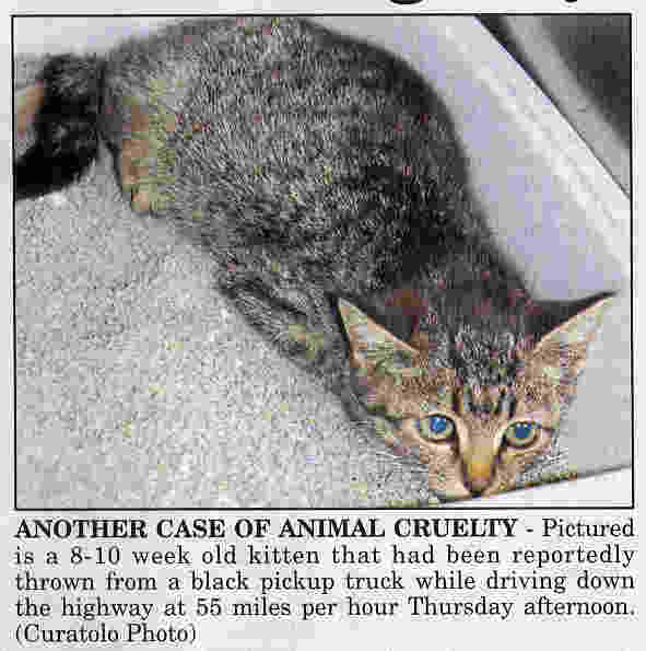 A Scared Tabby kitten after being thrown from a moving truck